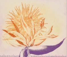 Zala Tibor (1920-2004): Kakasvirág. Színes rézkarc, papír. Jelzett, datált (1980), művészpédány EA X...