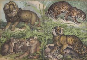 cca 1880-1890 Színes litográfia macskafélékkel (oroszlán, tigris stb.), sérült, restaurált, üvegezett fa keretben, 24,5×35,5 cm