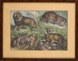cca 1880-1890 Színes litográfia macskafélékkel (oroszlán, tigris stb.), sérült, restaurált, üvegezet...