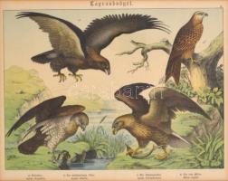 cca 1880-1890 Színes litográfia ragadozó madarakról (különböző sasfajok, vörös kánya), közepén hajtásnyommal, üvegezett fa keretben, 26×36 cm
