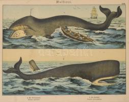 cca 1880-1890 Színes litográfia bálnafajokról (Grönlandi bálan, ámbráscet), közepén hajtásnyommal, üvegezett fa keretben, 26×36 cm