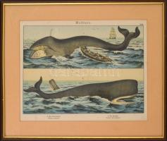 cca 1880-1890 Színes litográfia bálnafajokról (Grönlandi bálan, ámbráscet), közepén hajtásnyommal, ü...