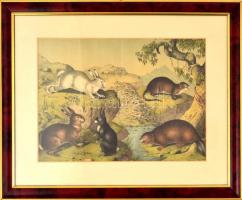 cca 1880-1890 Színes litográfia emlősökről, többek közt nyúlról), közepén hajtásnyommal, üvegezett fa keretben, 24,5×34,5 cm