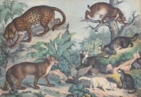 cca 1880-1890 Színes litográfia macskafélékről (hiúz, leopárd stb.), üvegezett fa keretben, 24,5×35,5 cm