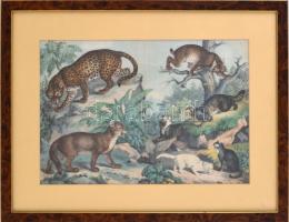 cca 1880-1890 Színes litográfia macskafélékről (hiúz, leopárd stb.), üvegezett fa keretben, 24,5×35,...
