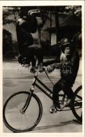 Budapest XIV. Állatkert, Kerékpárművészek, csimpánzok biciklin, Hölzel Gyula felvétele, kiadja Budapest állat és növénykertje / chimpanzees on bicycles