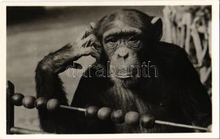 Csimpánz tanul a budapesti állatkertben. Hölzel Gyula felvétele, kiadja Budapest székesfőváros állat- és növénykertje / chimpanzee learning in the zoo