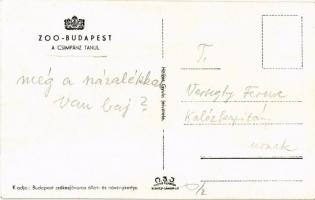 Csimpánz tanul a budapesti állatkertben. Hölzel Gyula felvétele, kiadja Budapest székesfőváros állat...