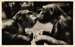 Szeretet. Csimpánzok puszilkodnak a budapesti állatkertben. Hölzel Gyula felvétele, kiadja Budapest székesfőváros állat- és növénykertje / chimpanzees kissing each other