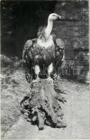 Fakókeselyű. A székesfővárosi állatkert kiadása 19. szám / Griffon vulture