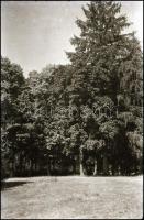 cca 1942 Kolozsvár, 18 db vintage negatív, ismeretlen család gyűjteményéből, 6x9 cm és 4,5x6 cm