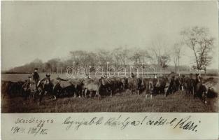 1904 Mezőhegyes, ménes, lovak. photo (EK)