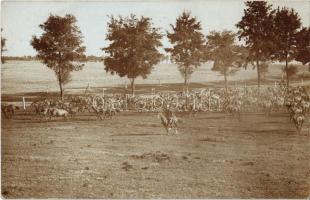 1911 Dalmand, ménes, lovak. photo