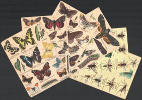 A kis bogárgyűjtő. A bogarak ismertetése és utasítás azoknak gyűjtése. A német eredetiből fordította...