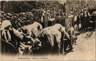 Bitola, Monastir; Chars a baufs / ox carts, street view