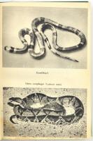 Molnár Gábor: Barátom, a vadon. Brazíliai vadászkalandok. Bp., 1967, Móra. Átkötött nyl-kötés, volt ...