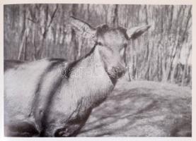 Szederjei Ákos-Szederjei Ákosné: Erdőn, mezőn, vadvizeken. Bp., 1965, Gondolat. Kiadói egészvászon-k...