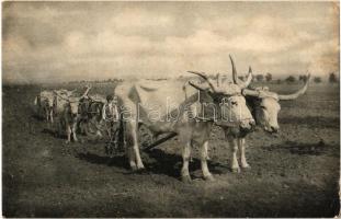 Szántás ökörszekérrel / plowing with oxen cart, folklore (EK)