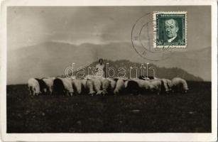 1936 Tátra, Alacsony-Tátra, Nízké Tatry; Pastierka oviec na Zvolene pri Donovaloch / Juh pásztornő Dóval közelében / shepherdess with sheep near Donovaly (EK)