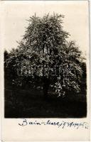 1934 Nagybánya, Baia Mare; virágzó fa / blooming tree. photo
