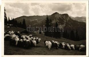 1941 Gyergyószentmiklós, Gheorgheni; Gyilkos-tó környéke. Juhnyáj a Gyilkos-hegy tövében. Ambrus felvétele / Lacul Rosu / flock of sheep