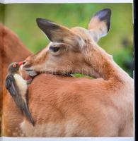 Bianchi, Elena: A világ legszebb nemzeti parkjai. Bp., 2016, Corvina. Kiadói kartonált kötés, papír ...