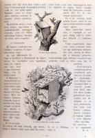 A kert. A kertészet összes ágait magába foglaló kertészeti szaklap. Főszerk és tulajdonos: Mauthner ...