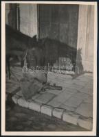 cca 1934 Kinszki Imre (1901-1945) budapesti fotóművész hagyatékából, pecséttel jelzett vintage fotó + hozzáadva a képhez tartozó vintage NEGATÍV-ot is (Ló zabos tarisznyával), 5,6x4 cm és 16x11,3 cm