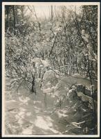 cca 1931 Kinszki Imre (1901-1945) budapesti fotóművész hagyatékából, jelzés nélküli, de a szerző által sorszámozott vintage fotó (téli természet, ez a szerző 804. sz. felvétele), 8,5x6 cm