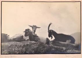cca 1936 Aláírt, vintage fotóművészeti alkotás (Kecskefamília), 19,5x30 cm, karton 27,5x36 cm