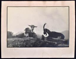 cca 1936 Aláírt, vintage fotóművészeti alkotás (Kecskefamília), 19,5x30 cm, karton 27,5x36 cm