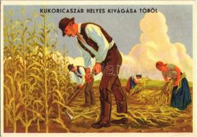 Kukoricaszár helyes kivágása tőből / Hungarian agricultural propaganda, cutting the corn stalk