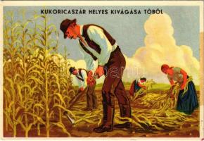 Kukoricaszár helyes kivágása tőből / Hungarian agricultural propaganda, cutting the corn stalk (EB)