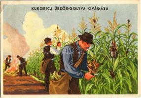 Kukorica üszög golyva kivágása / Hungarian agricultural propaganda, removing the corn smut (EK)