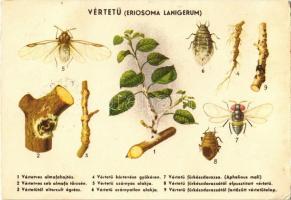 A vértetű az almafa veszedelmes kártevője / Hungarian agricultural propaganda, the woolly apple aphid (EK)