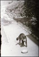 cca 1930 Zsámbék, leánynevelő intézet és a romok, 14 db vintage negatív Kerny István (1879-1963) bud...