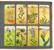 Stühmer Növénytani képek 2 füzete: Gombák, hiányos, benne 32 db litho gyűjtői kártyával; Gyógynövény...