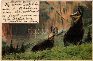 1900 Animals in the forest. litho s: Mailick