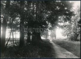 1957 Hévízi sétány még vadregényes természetében, fotó, 13×18 cm