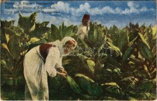 1914 Gruß aus Bosnien und Hercegovina. Tabakernte / Bosnian folklore, Tobacco harvesters. D.K. & Co. Prague S. 170. + K.u.K. MILIT. POST. BOS. BROD (EK)