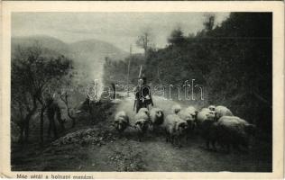 Még sétál a holnapi menázsi. Képes Újság pünkösdi ajándéka / WWI Austro-Hungarian K.u.K. military, soldier with sheep (EK)