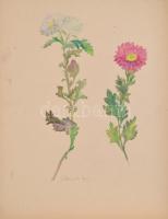D. Benczúr Ida jelzéssel: Virágok. Akvarell, papír, lap szélén apró szakadással és kisebb gyűrődéssel, 39×30,5 cm