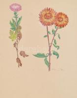 D. Benczúr Ida jelzéssel: Virágok. Akvarell, papír, lap szélén apró szakadással és hiánnyal, 39×30,5 cm