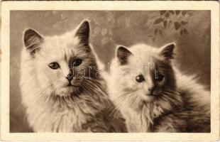 1934 Cats. H.B. 5092.