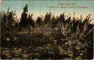 Tel-Aviv, A grove of almond trees at flowering. Hebrew text. Nr. 74. Edition Moshe Ordmann