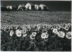 cca 1978 Gebhardt György (1910-1993) budapesti fotóművész hagyatékából 2 db jelzés nélküli vintage f...