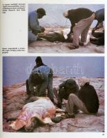 Magyar Ferenc: Vadászat kudu-földön. Afrikai vadásznapok. Bp., 1989, Béta. Kiadói artonált papírköté...