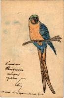 1915 Kézzel rajzolt trópusi madár / hand-drawn tropical bird art postcard (EK)