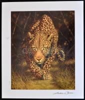 Andrew Bone: Leopárd. Litográfia, papír. Jelzett a dúcon. Tanúsítvánnyal. 18x21 cm