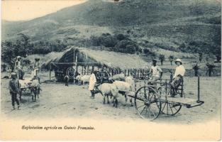 Exploitation agricole en Guinée Francaise / Farming in French Guinea, West African folklore (small tear)